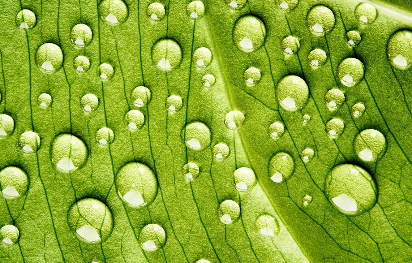 Фото обои green, water, pattern, drops, plant