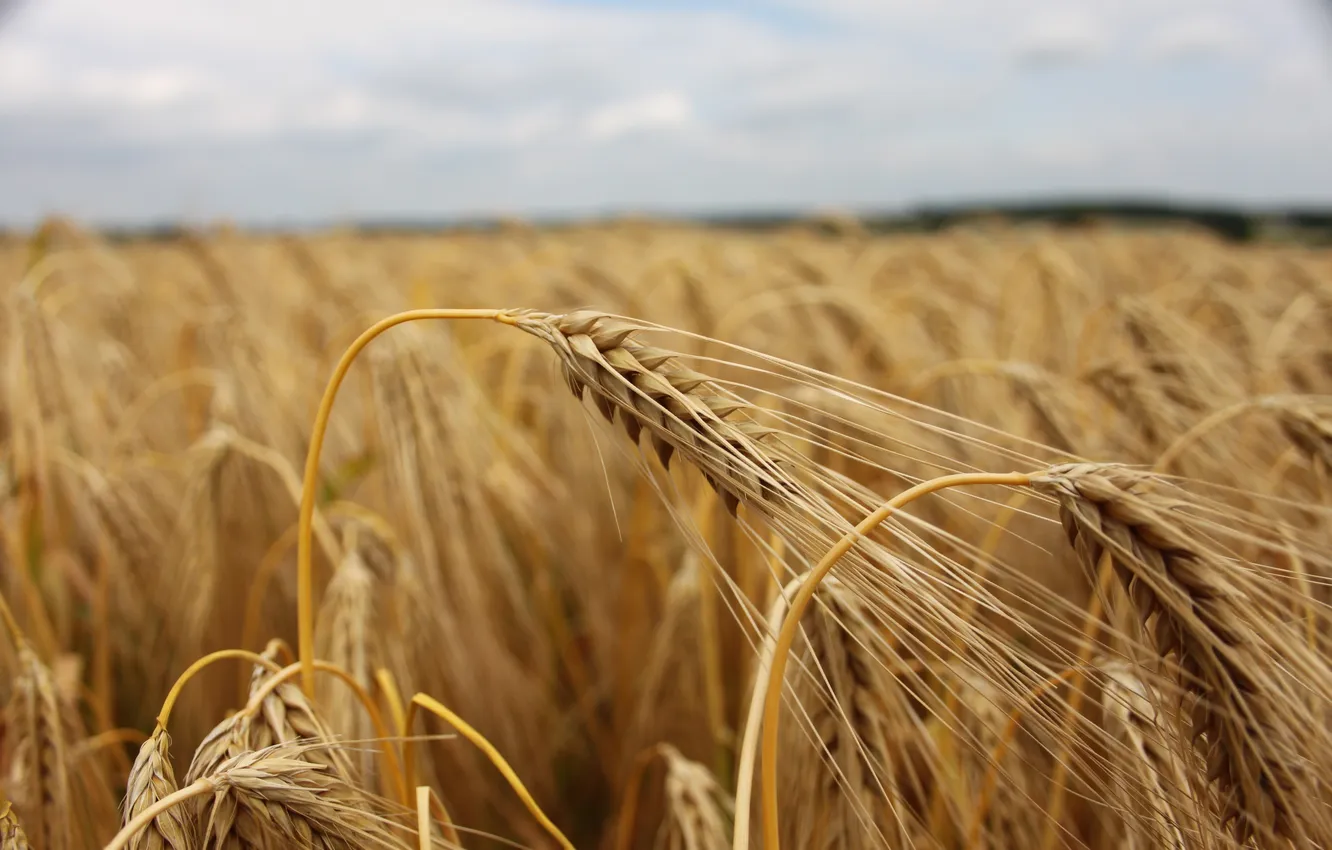 Фото обои поле, пасмурно, Пшеница