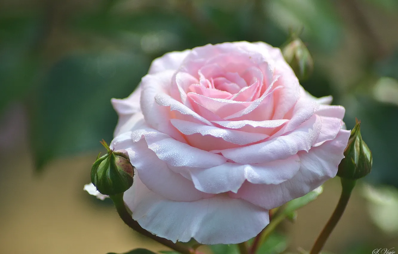 Фото обои макро, розовый, нежность, роза, бутоны