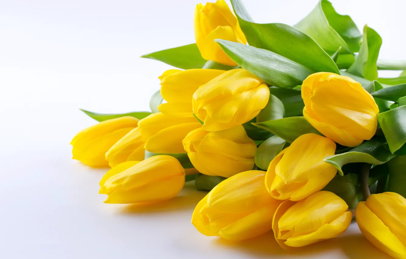 Фото обои белый, цветы, фон, букет, тюльпаны, Irinka Vasilinka