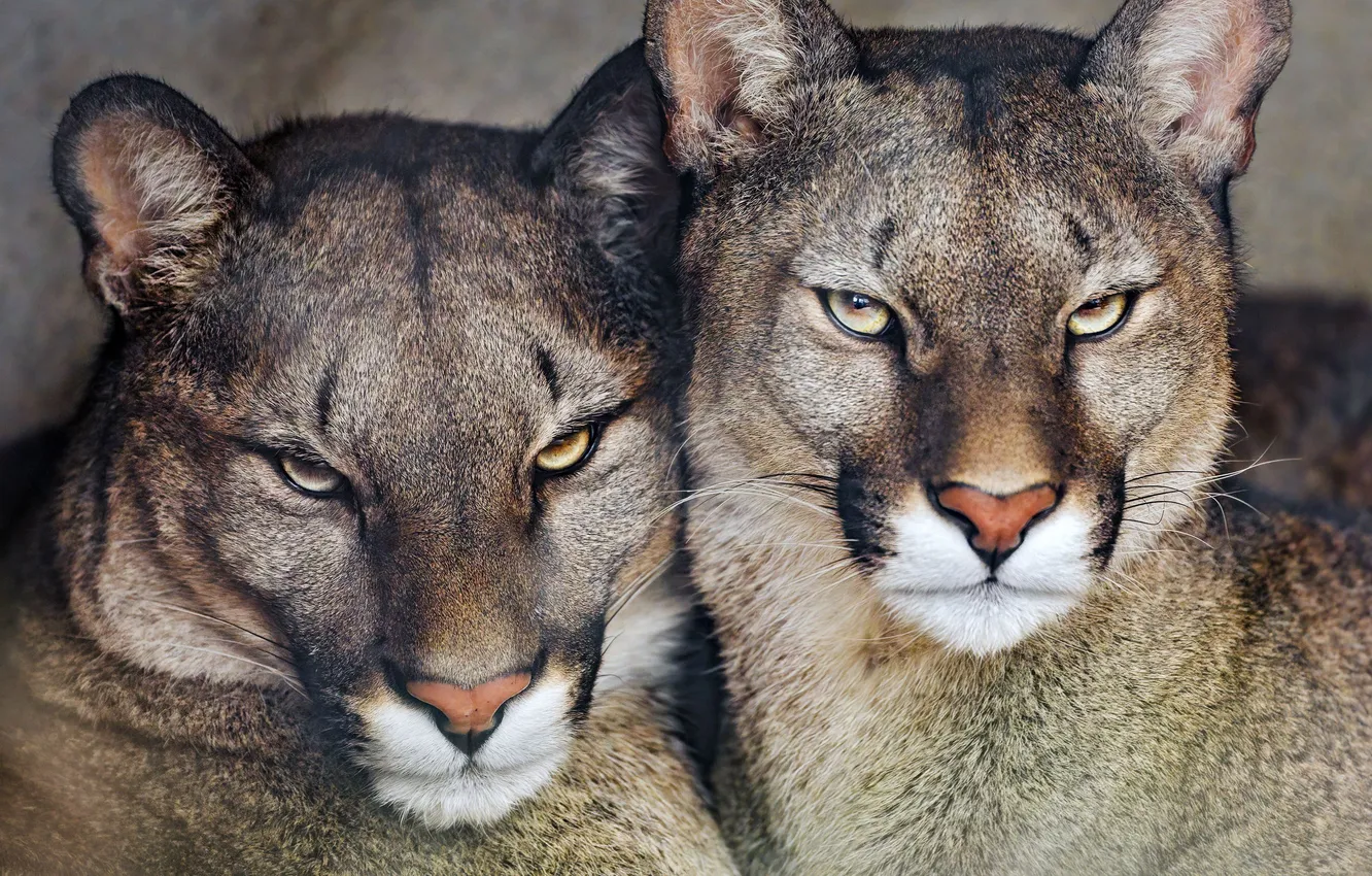 Фото обои Cougar, Predator, Background, Blur, Animal, Big Cat, Stare Look