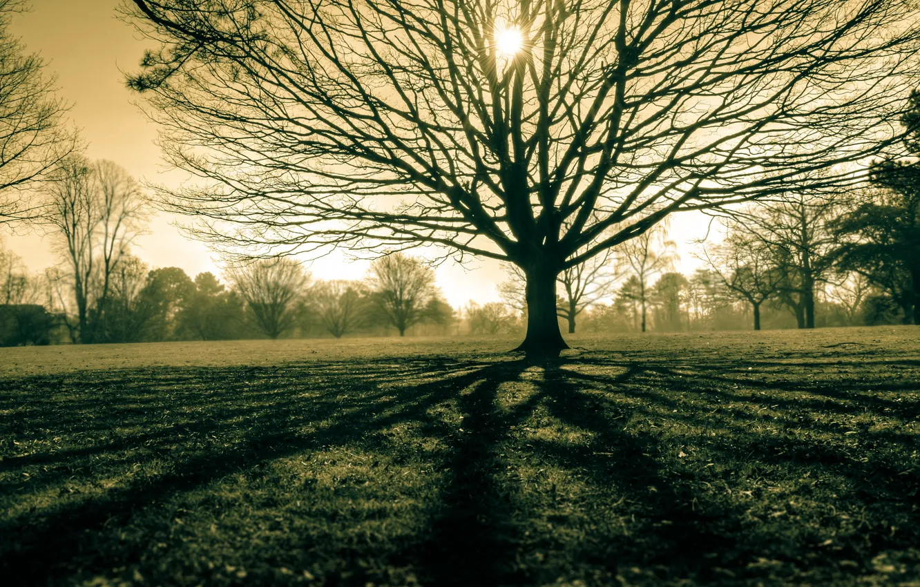 Фото обои поле, свет, природа, дерево
