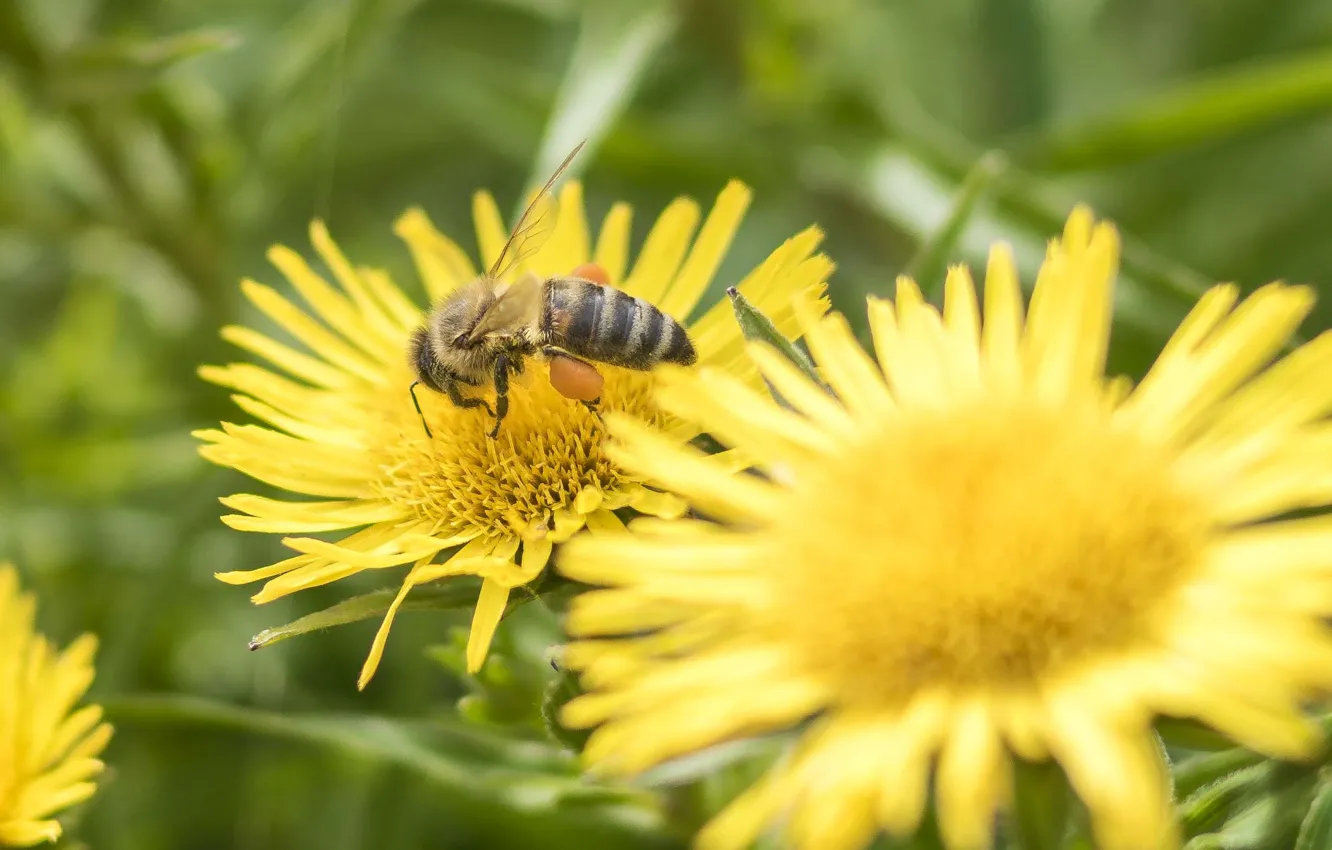 Фото обои лето, цветы, пчела, мед