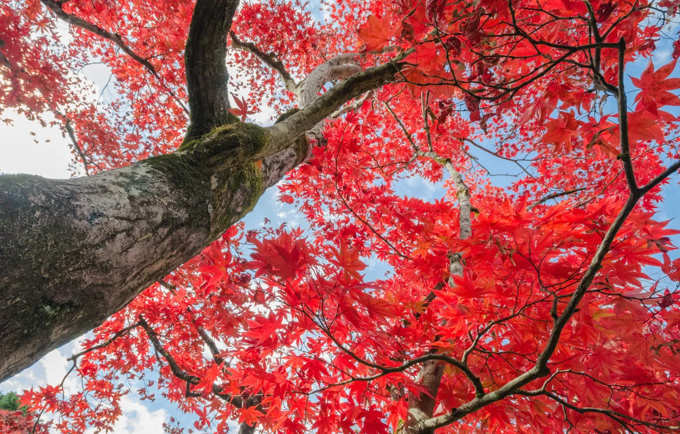 Фото обои осень, небо, листья, деревья, red, autumn, leaves, tree