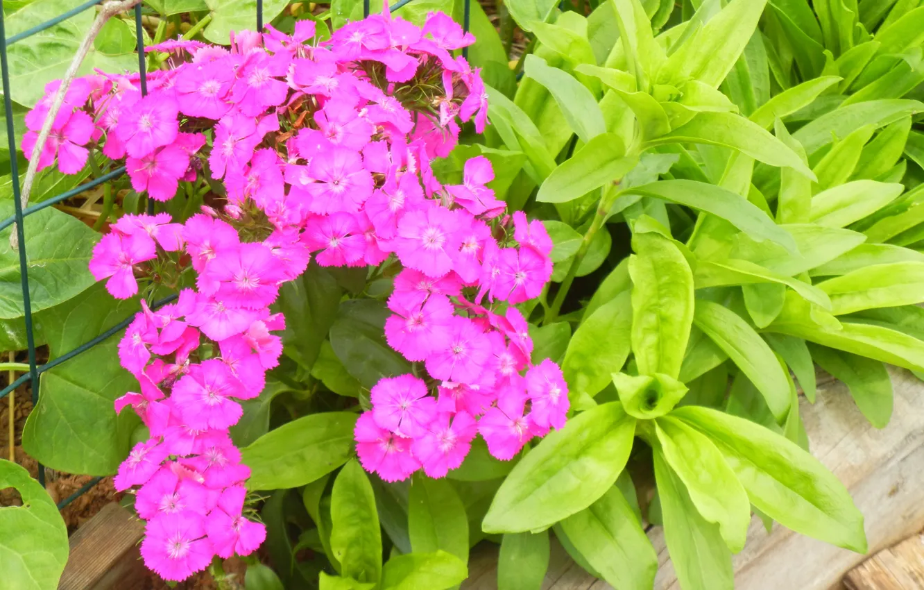 Фото обои Цветочки, Pink flowers, Розовые цветы