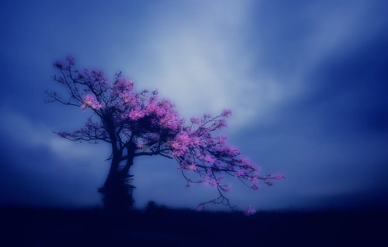 Фото обои фон, дерево, сакура, цветение