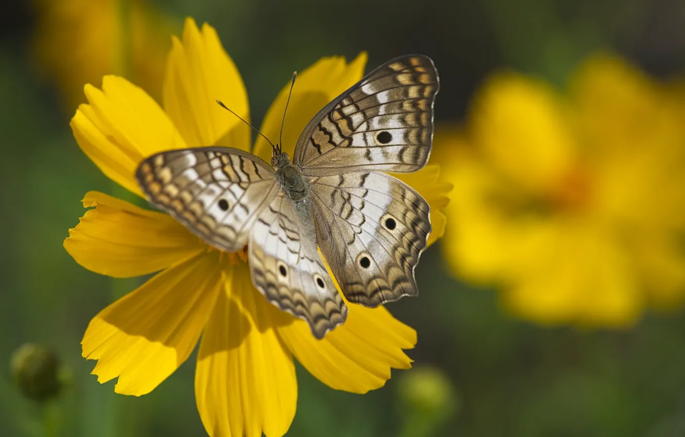 Фото обои цветы, бабочка, боке