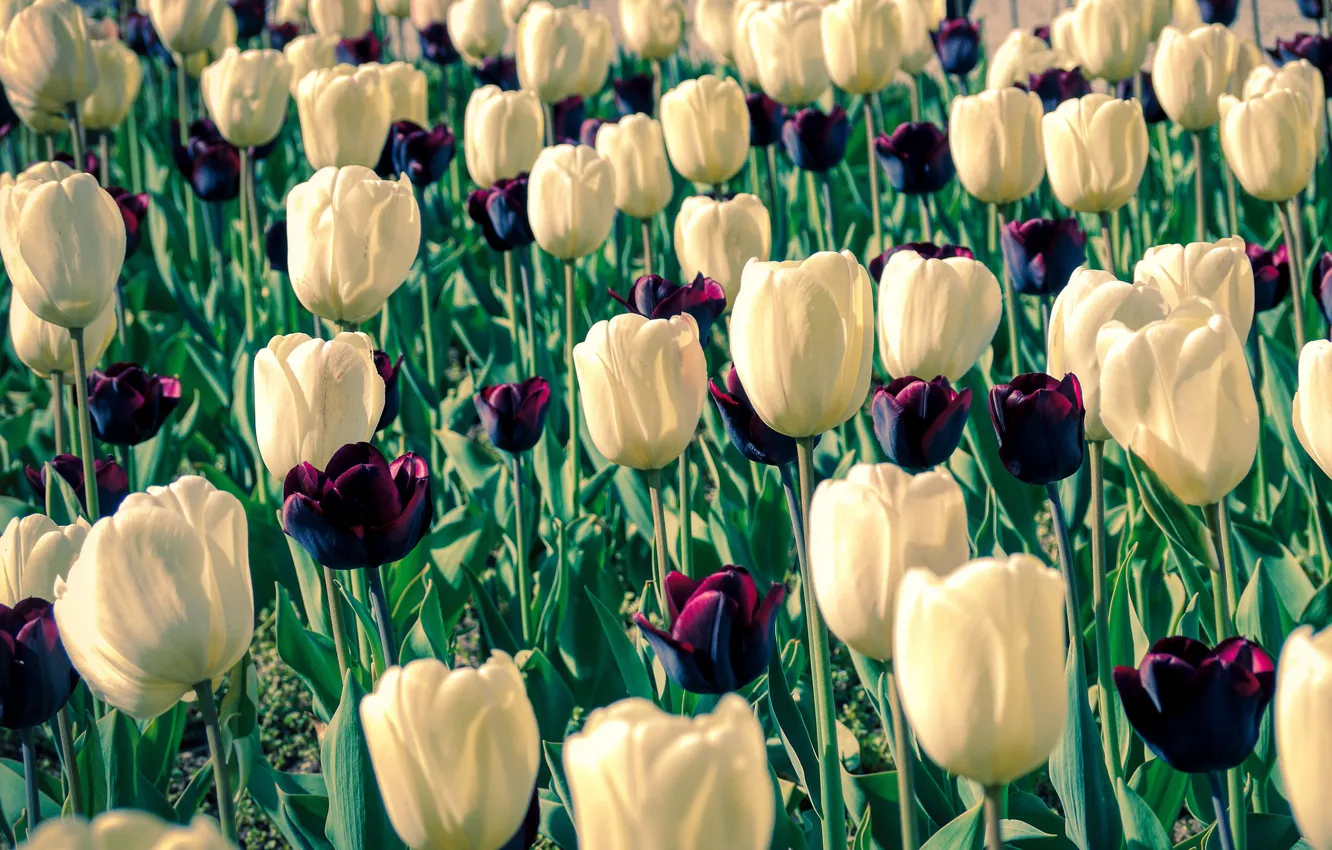 Фото обои цветы, весна, сад, тюльпаны, белые, бутоны, много, темные