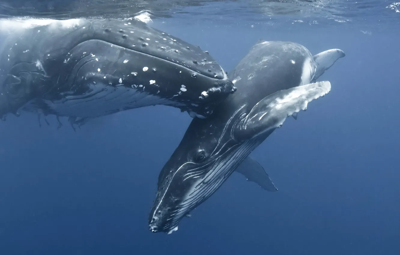 Фото обои море, природа, whale