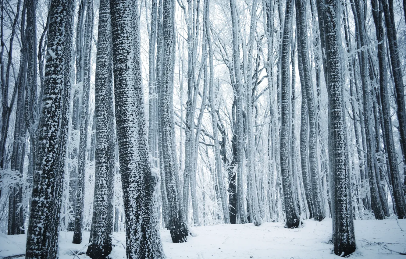 Фото обои Природа, Зима, Деревья, Снег, Лес
