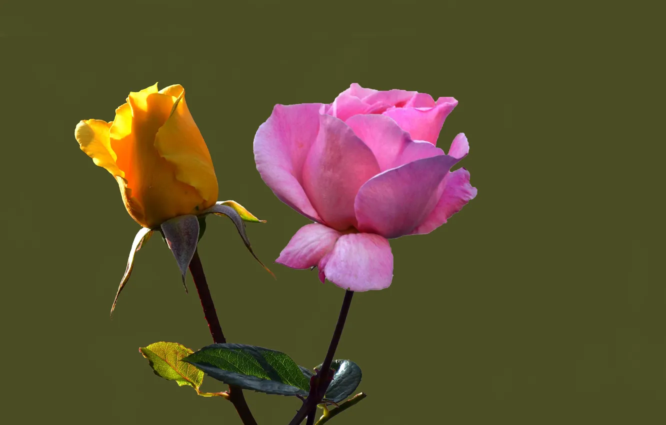 Фото обои природа, роза, лепестки, бутон