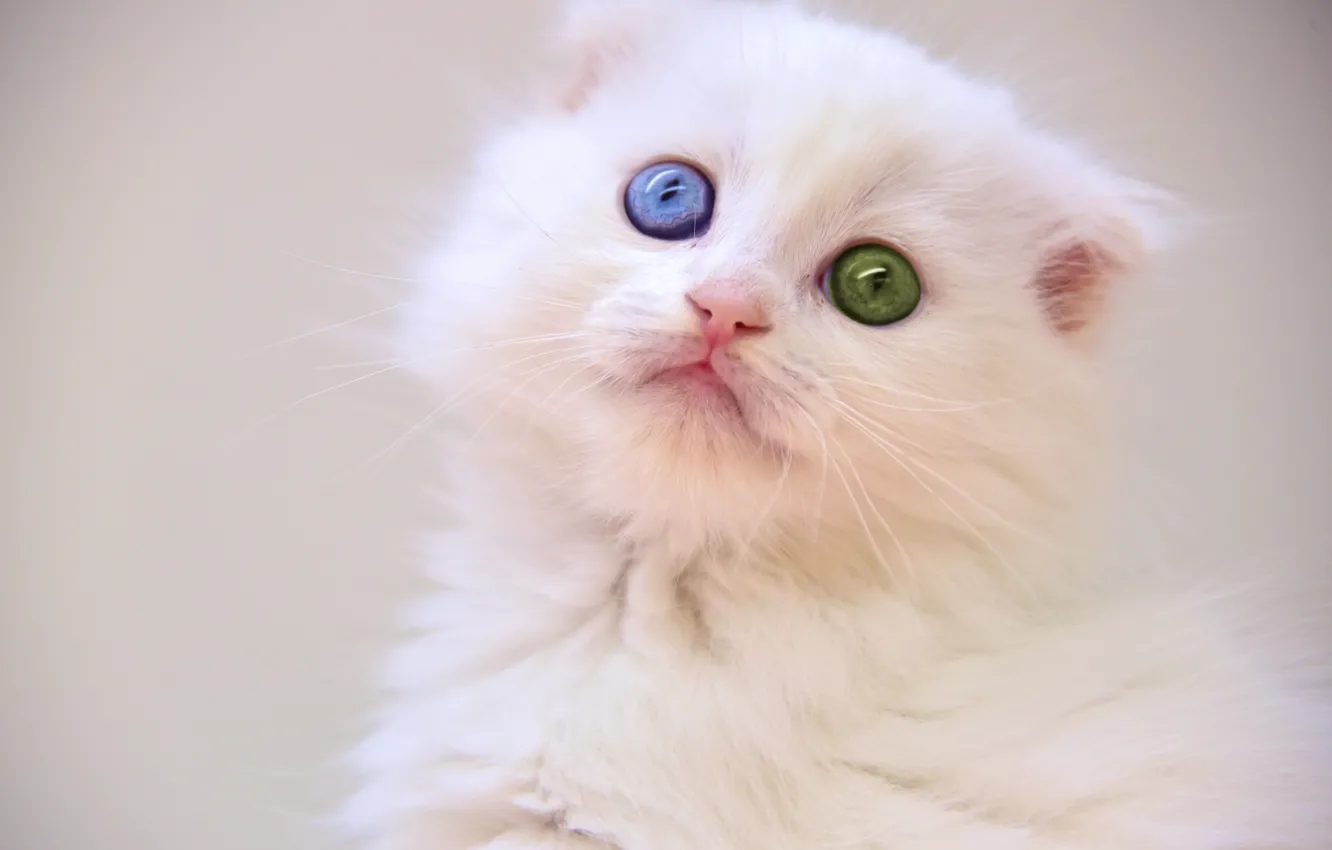 Фото обои глаза, котёнок, белый котёнок