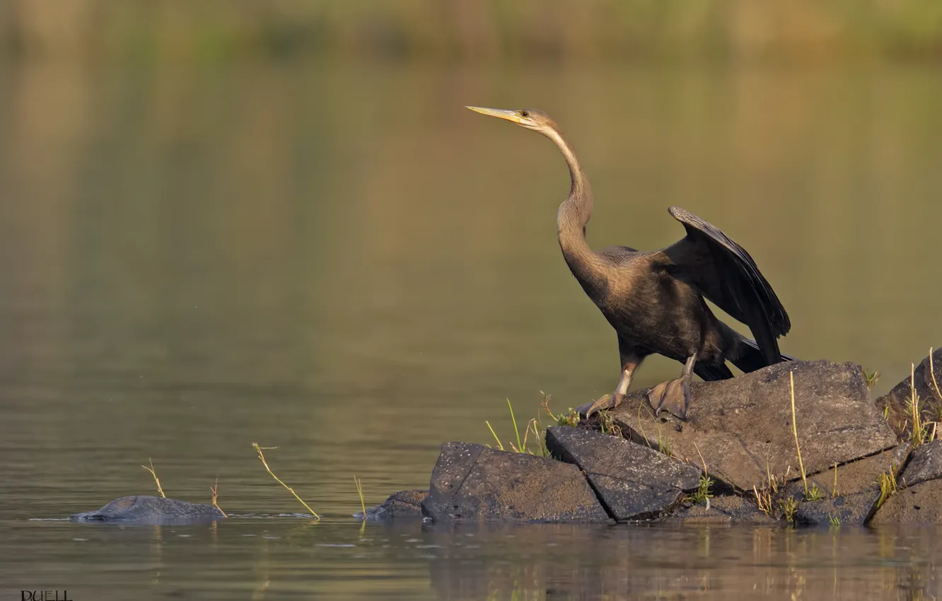 Фото обои озеро, птица, выпь, DUELL ©