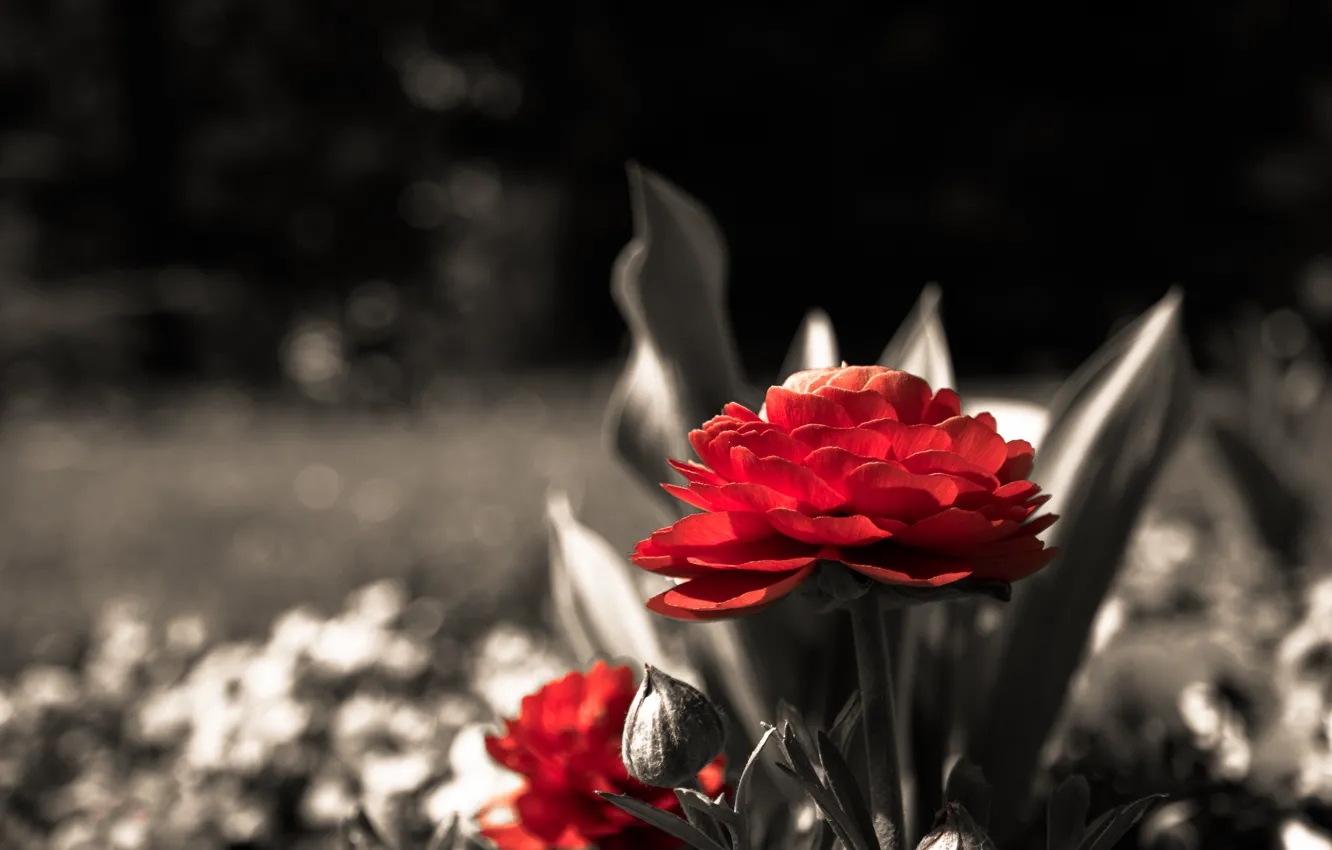 Фото обои Red, Flower, Park, Spring, Blossom, Season