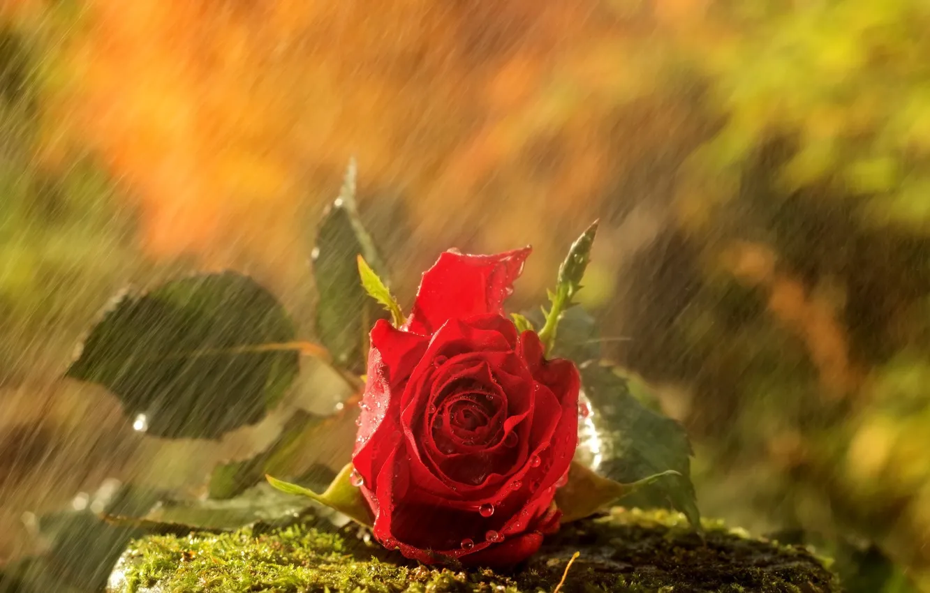 Фото обои дождь, камень, роза