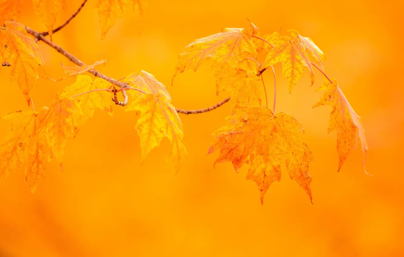 Фото обои осень, листья, макро, фон, ветка, клён