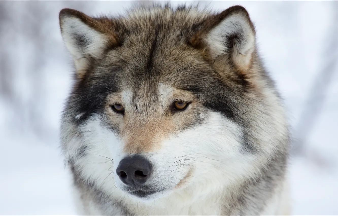Фото обои зима, животные, волк, Nature, animals, winter, wolf, portrait