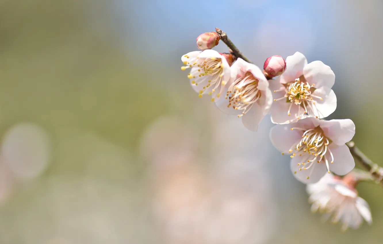 Фото обои цветы, веточка, фон, нежность, весна, сакура, боке