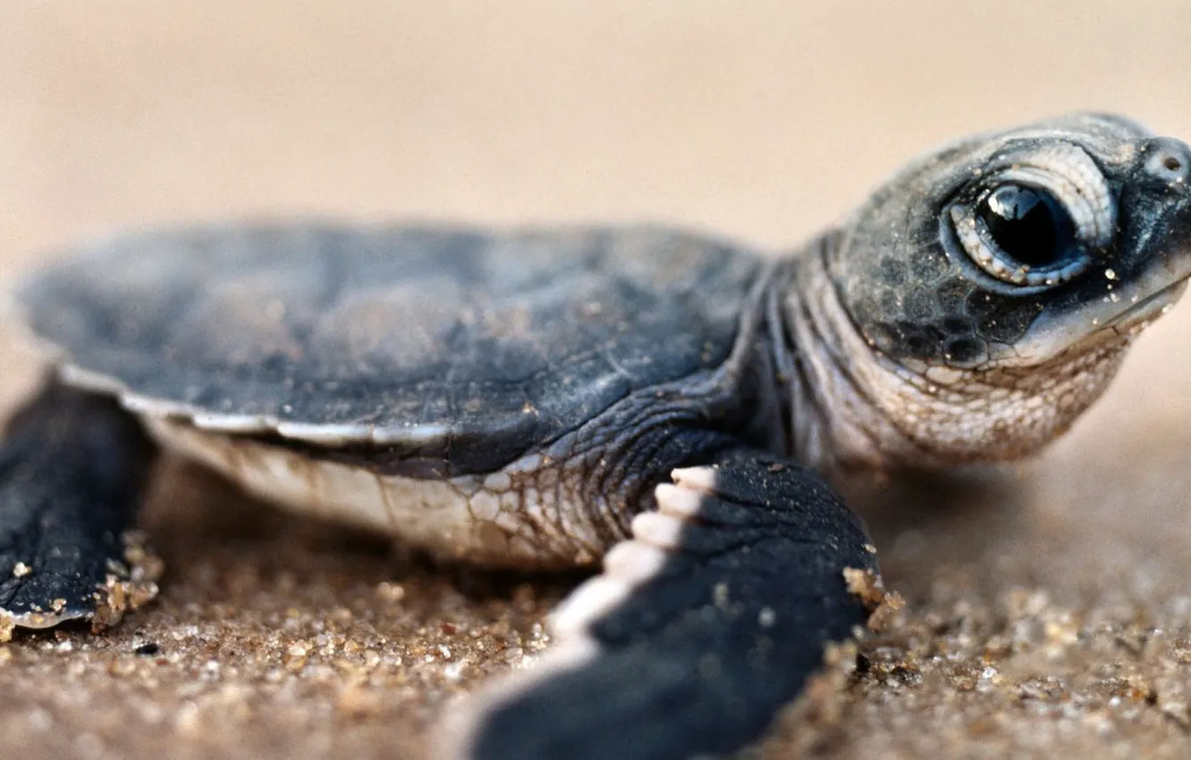 Фото обои песок, глаза, берег, маленькая черепаха