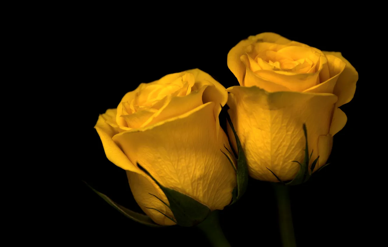 Фото обои желтый, розы, бутоны