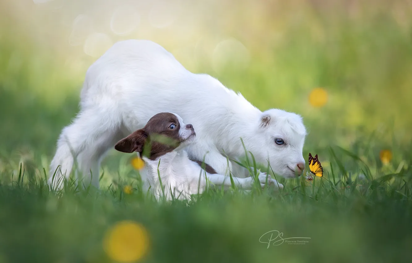 Фото обои животные, трава, природа, бабочка, щенок, боке, детёныши, козлёнок