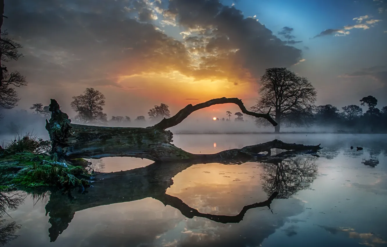 Фото обои закат, туман, озеро, дерево