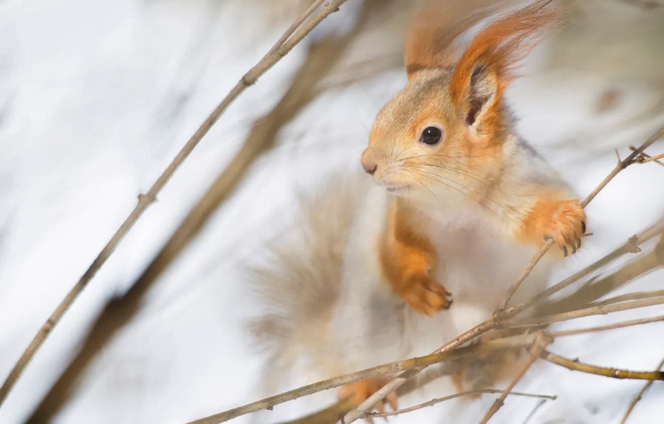 Фото обои зима, взгляд, снег, ветки, белка, мордочка