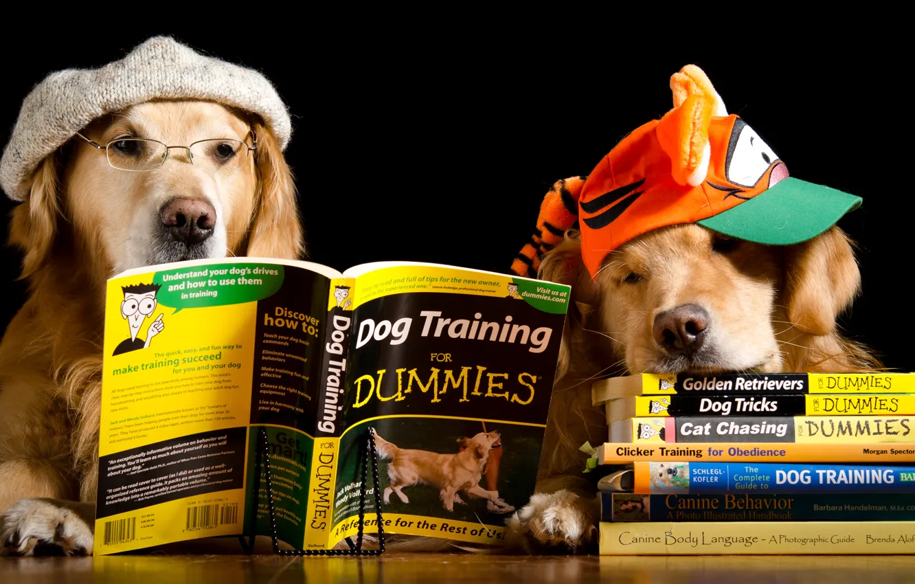 Фото обои собаки, стол, шапка, две, книги, юмор, очки, кепка