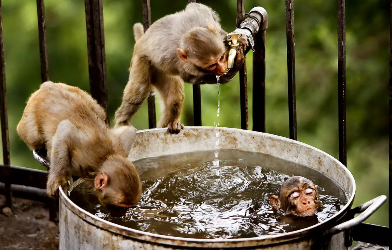 Фото обои вода, природа, обезьяны