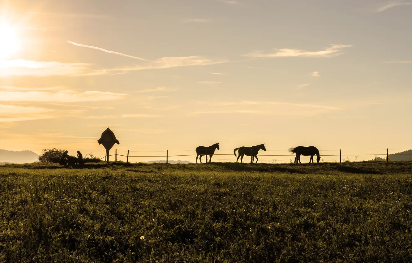 Фото обои поле, небо, трава, солнце, кони, вечер, лошади, силуэты