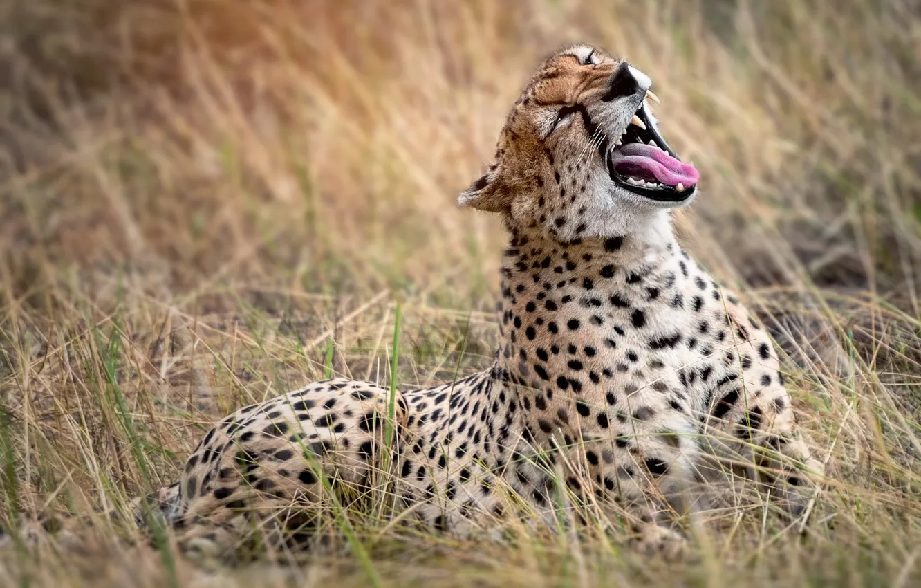 Фото обои animal, Tanzania, big cats, Serengeti, cheeta