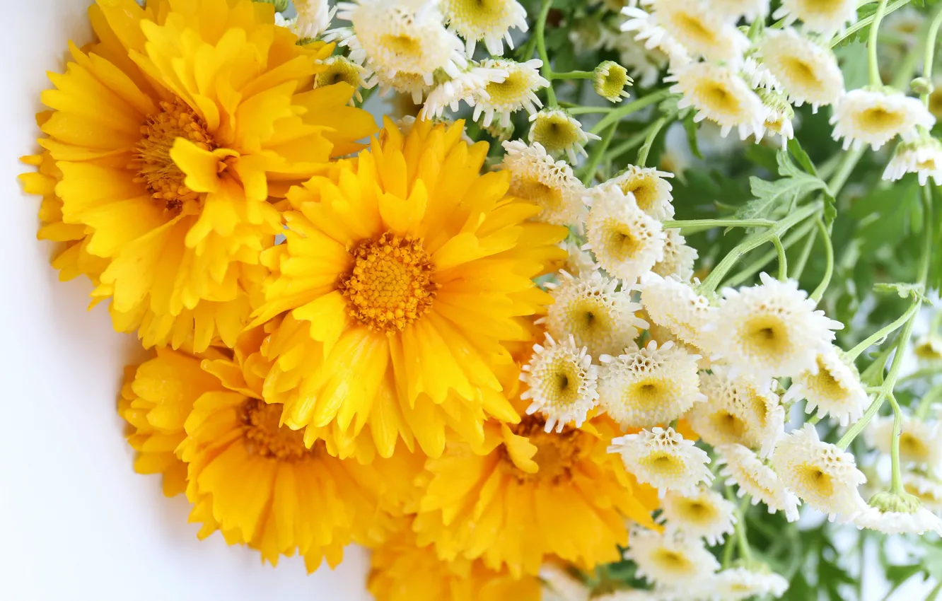Фото обои цветы, белые, жёлтые