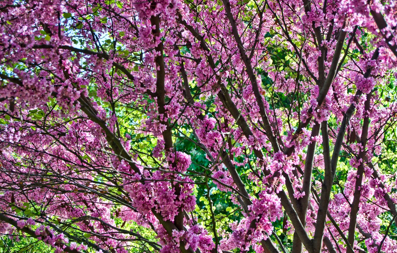 Фото обои ветки, весна, сакура, цветение, pink, blossom, sakura, cherry
