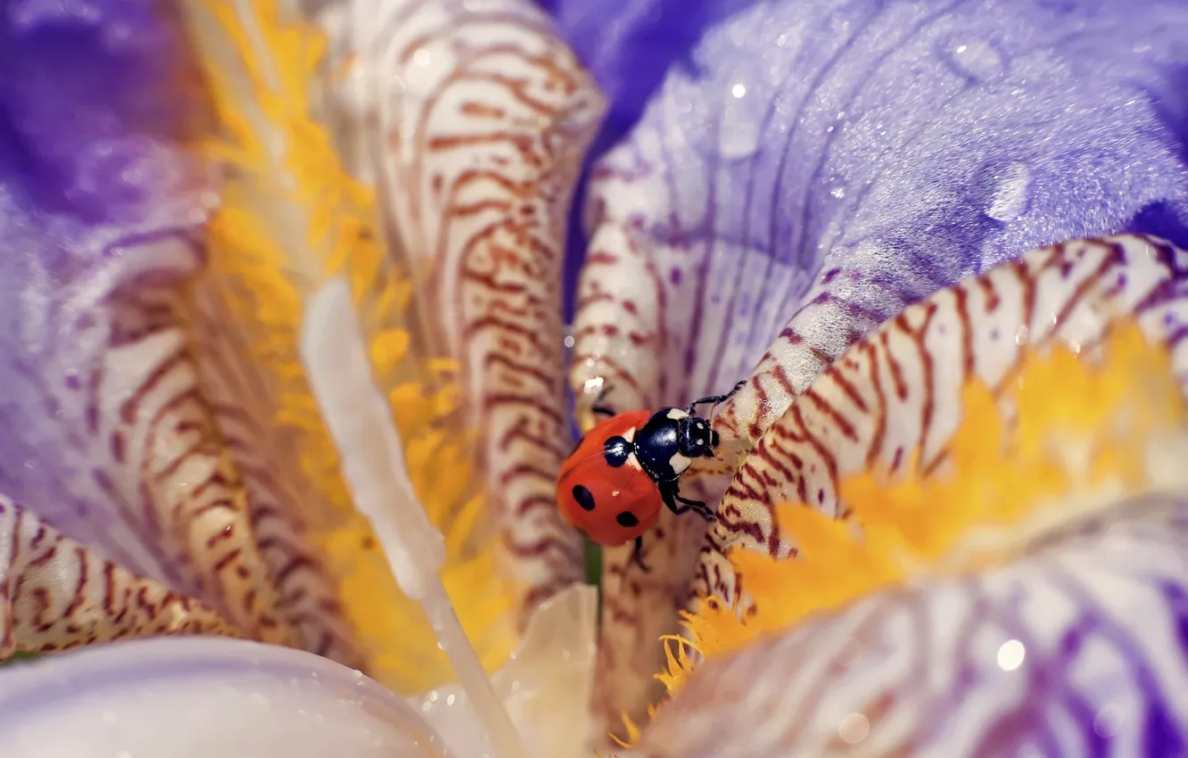 Фото обои капли, макро, цветы, божья коровка, macro, ladybug, the flower drops