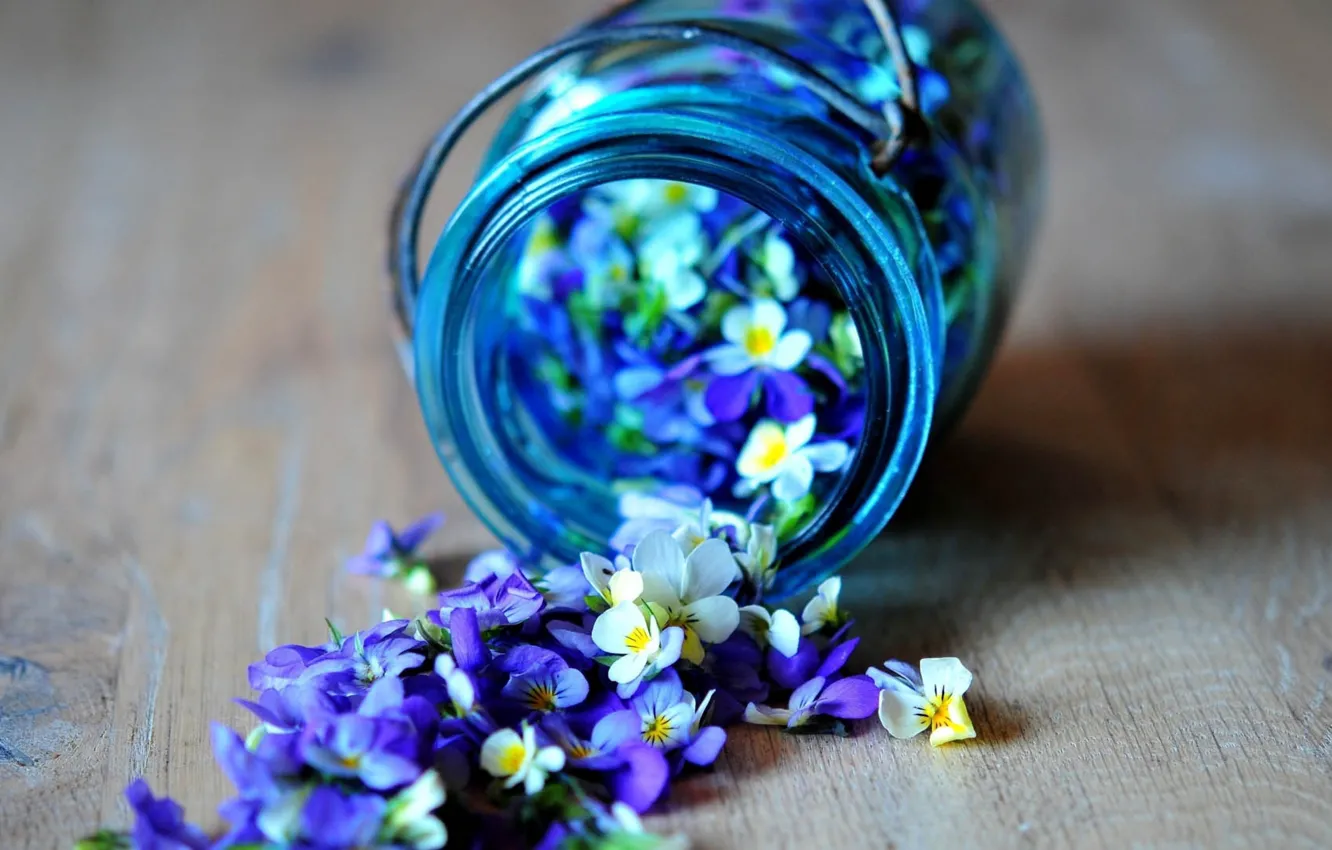 Фото обои цветы, голубые, синие, рассыпанные цветы