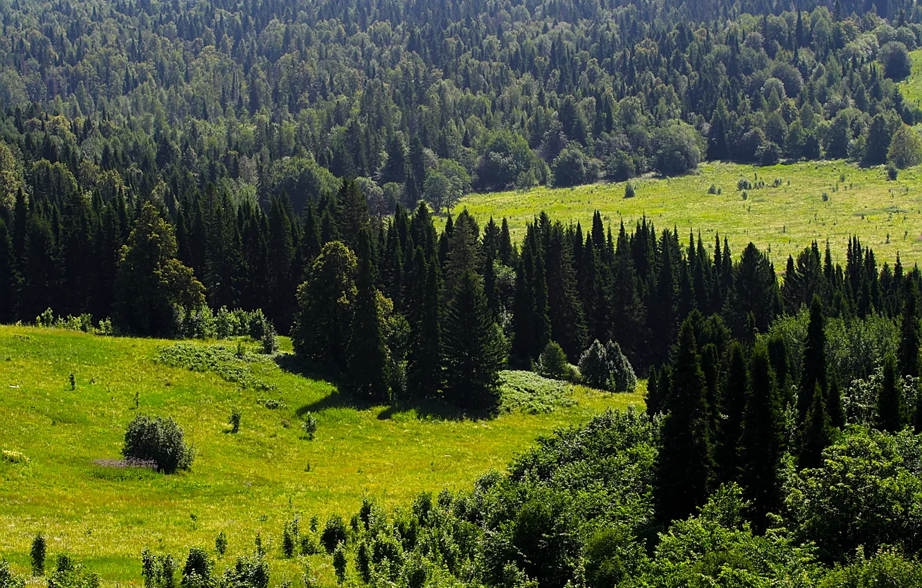 Фото обои зелень, лес, деревья, даль, Урал