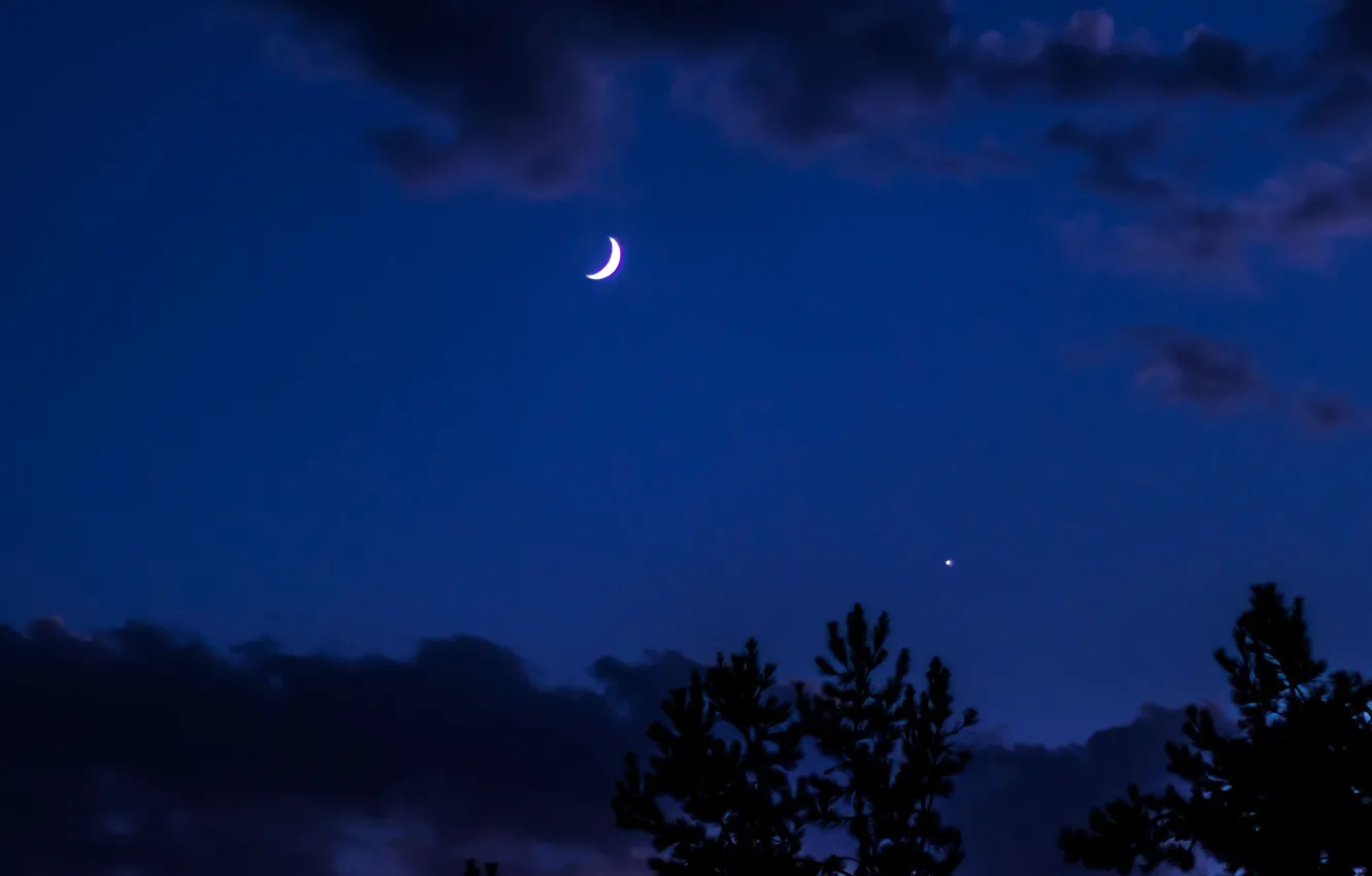 Фото обои небо, облака, деревья, ночь, природа, луна