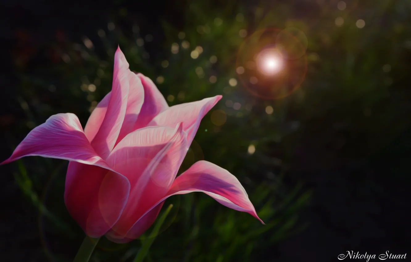 Фото обои цветок, трава, макро, природа, розовый, тюльпан, блик, королевский