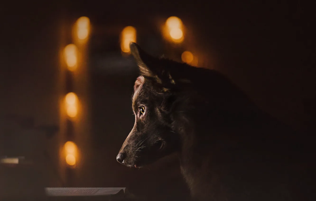 Фото обои грусть, друг, собака