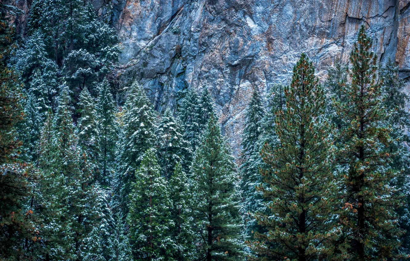 Фото обои зима, снег, деревья, скалы, Калифорния, США, Йосемити, Yosemite National Park