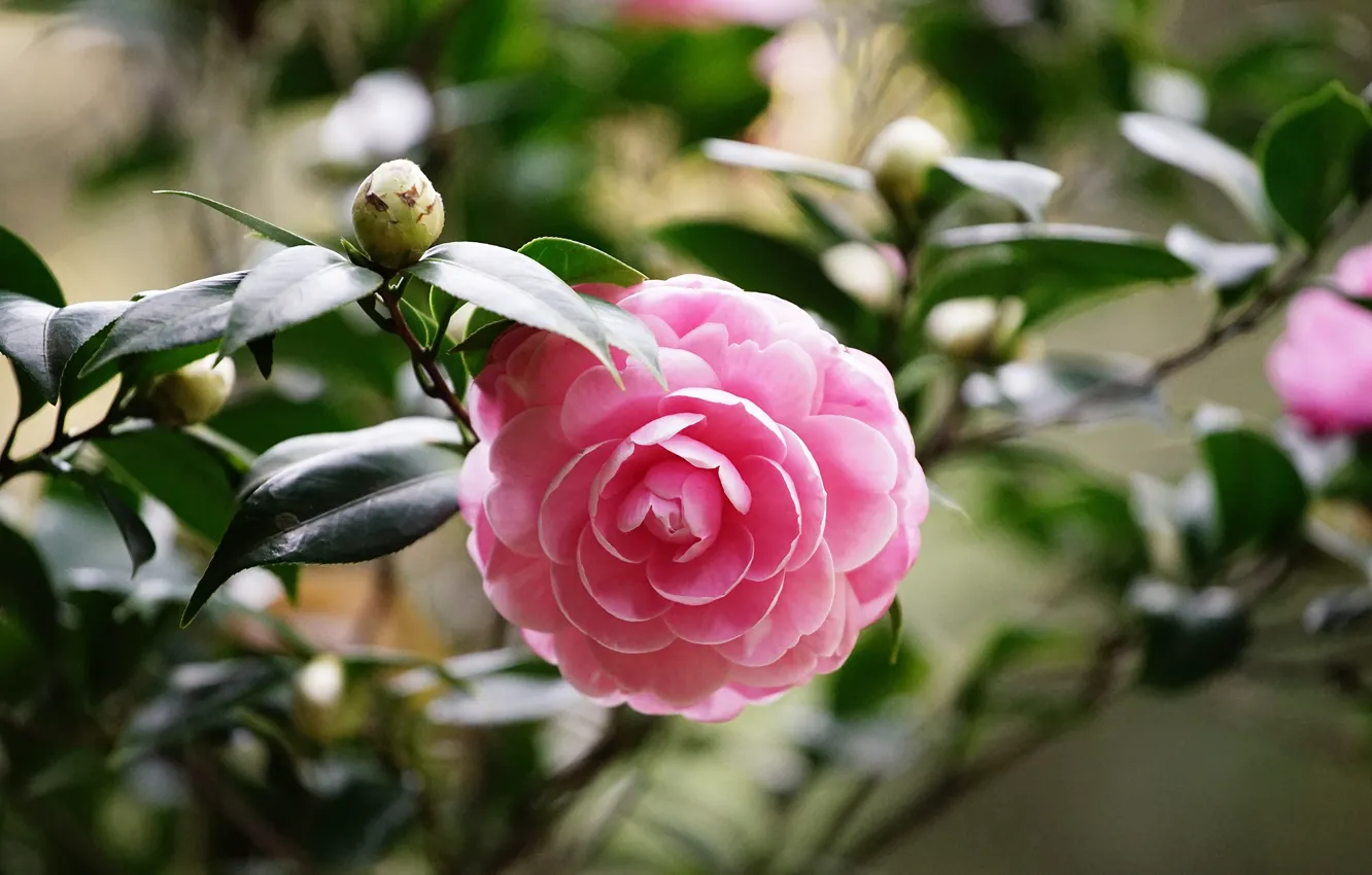 Фото обои цветок, листья, ветки, розовая, лепестки, сад, бутон, камелия