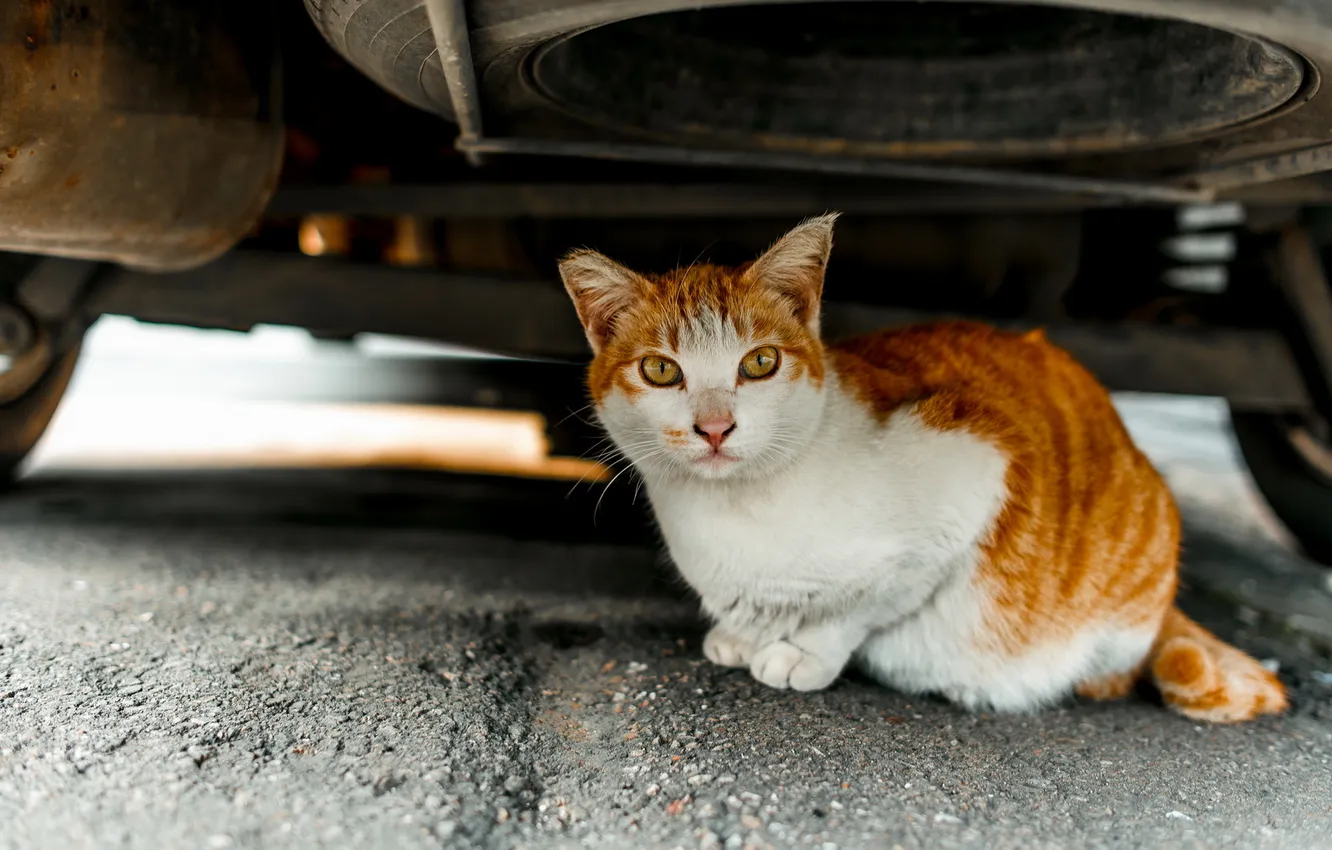 Фото обои машина, кошка, взгляд