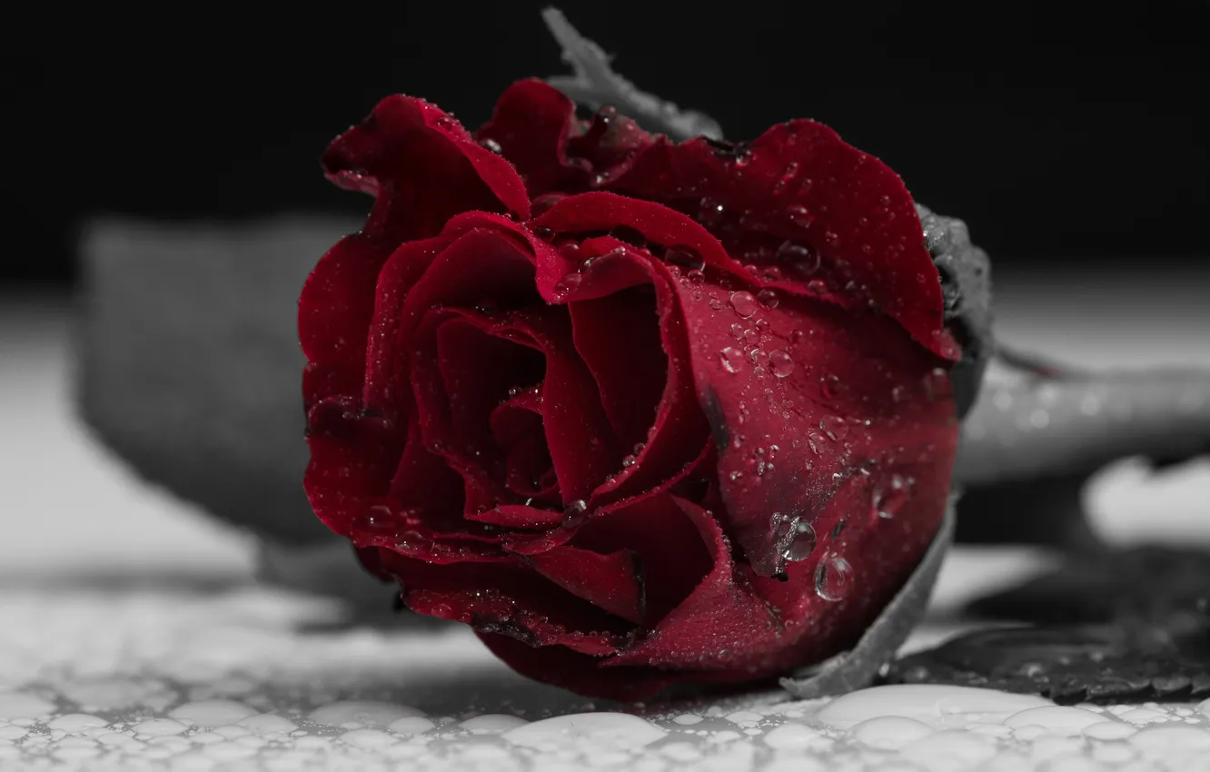 Фото обои цветок, капли, макро, красный, роза, цвет, лепестки, бутон