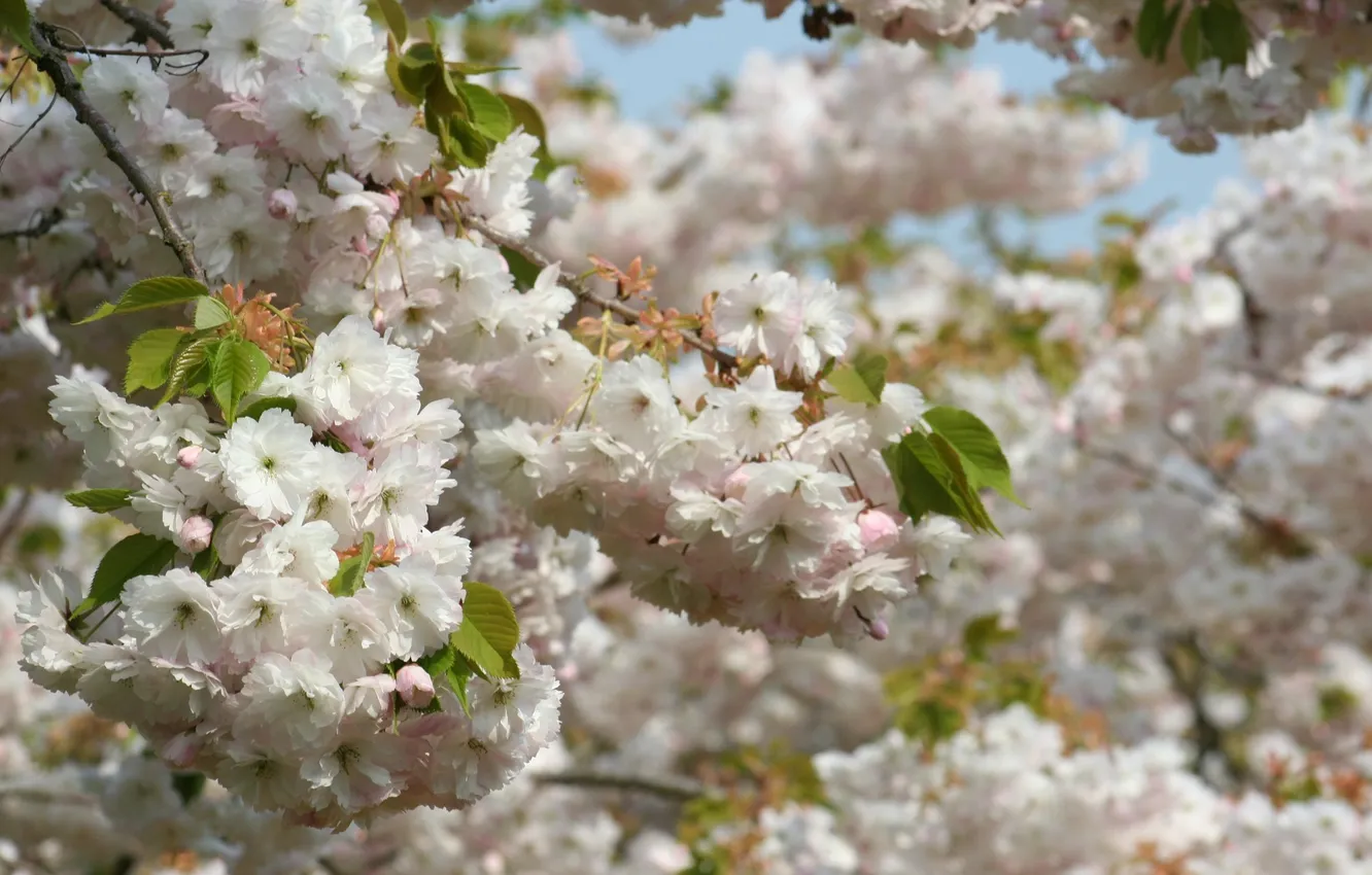 Фото обои деревья, цветы, ветви, весна, лепестки, сакура, белые, много