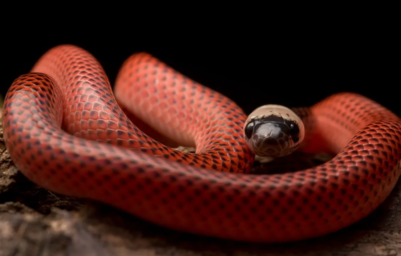 Фото обои animals, reptiles, animal themes, animal wildlif, Black-Collared Snake