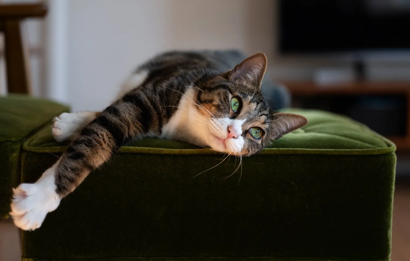 Фото обои кошка, кот, поза, серый, отдых, кресло, лежит, полосатый