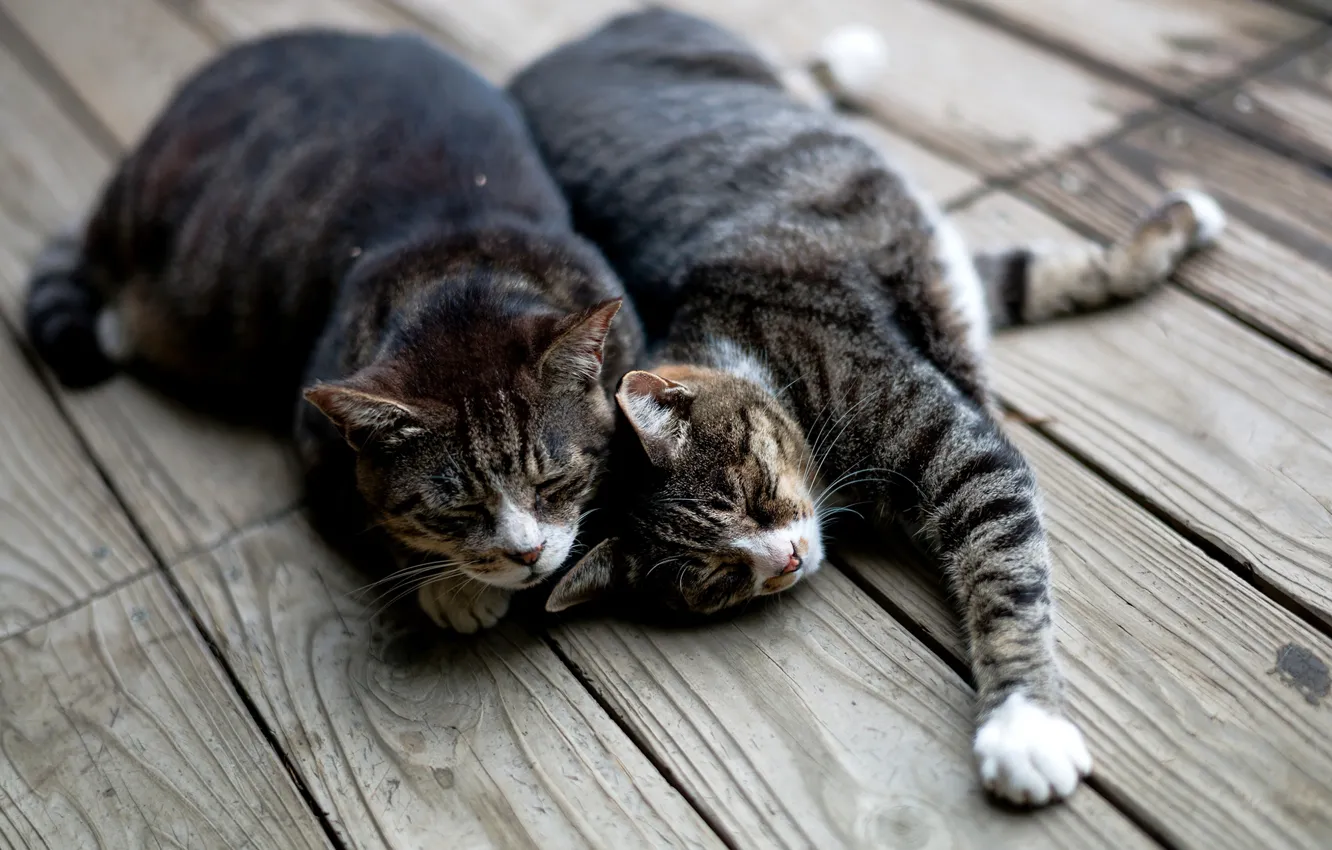 Фото обои кошки, коты, доски, спят, лежат, полосатые