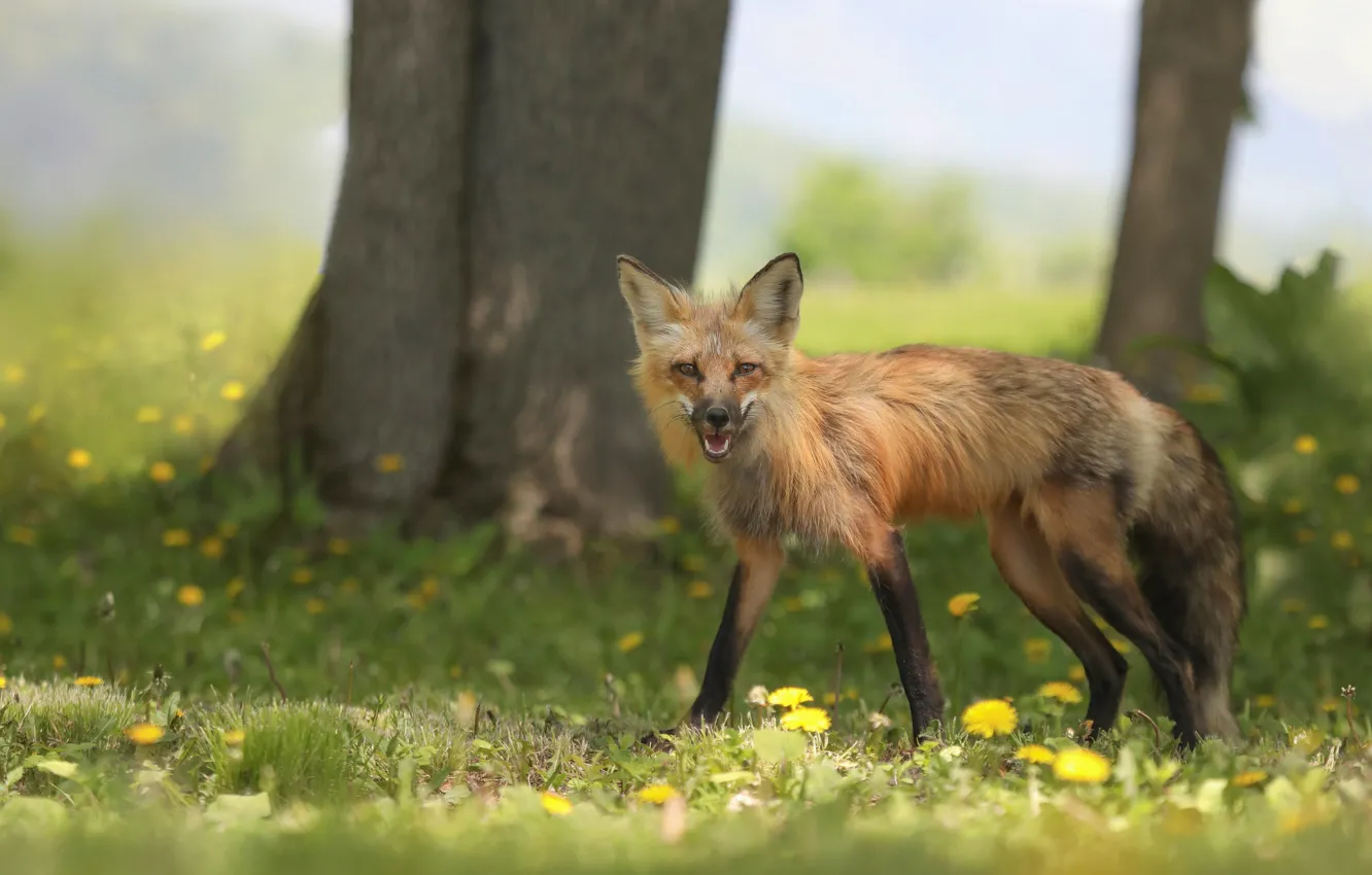 Фото обои трава, взгляд, свет, деревья, цветы, природа, поляна, весна