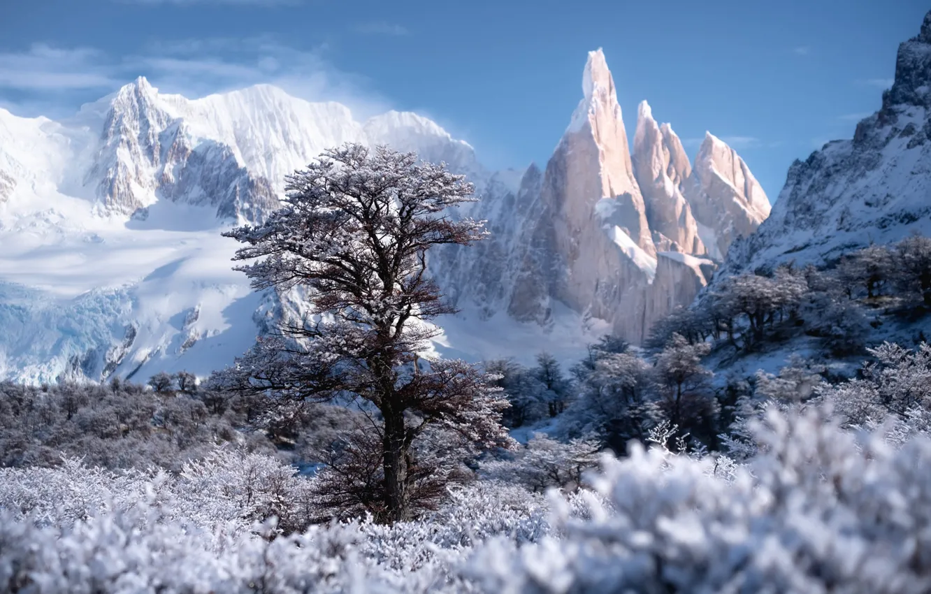 Фото обои зима, снег, деревья, пейзаж, горы, природа, скалы, Патагония