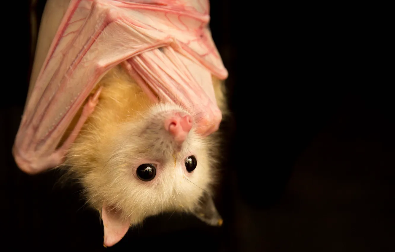 Фото обои природа, фон, Pteropus poliocephalus, Piebald grey headed flying fox